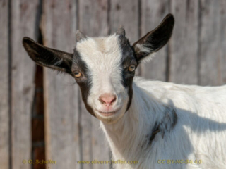 kidgoat-32