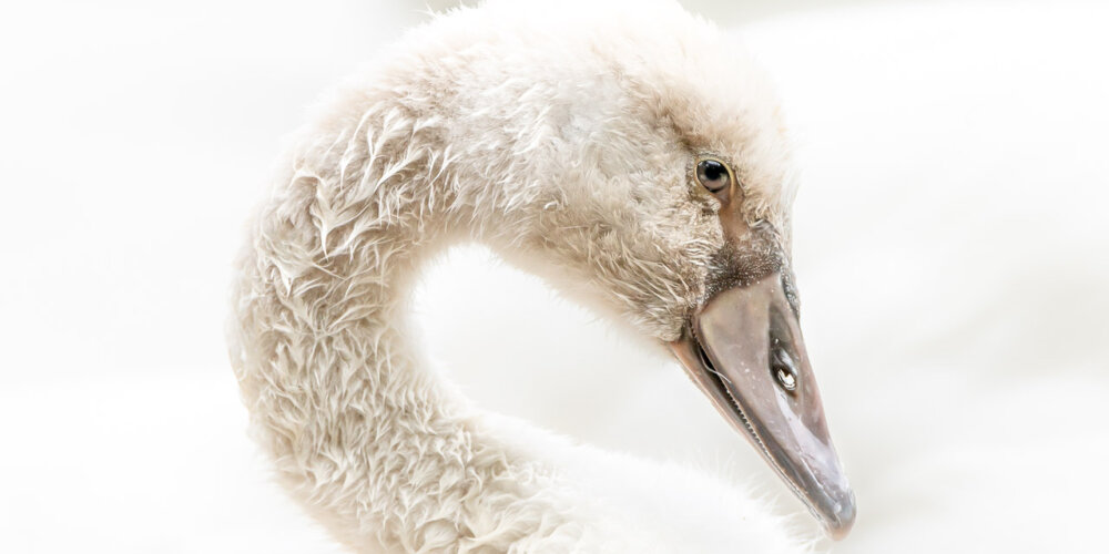 schwan-01