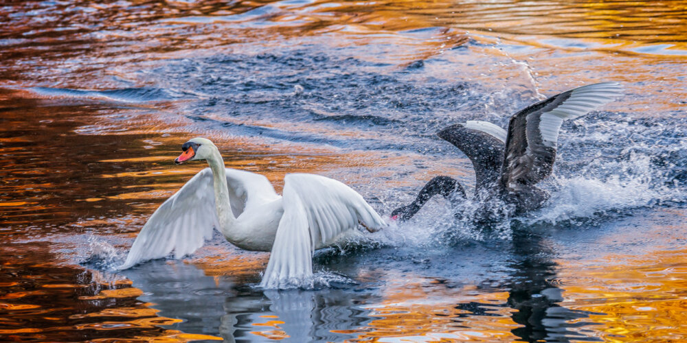 schwan-02