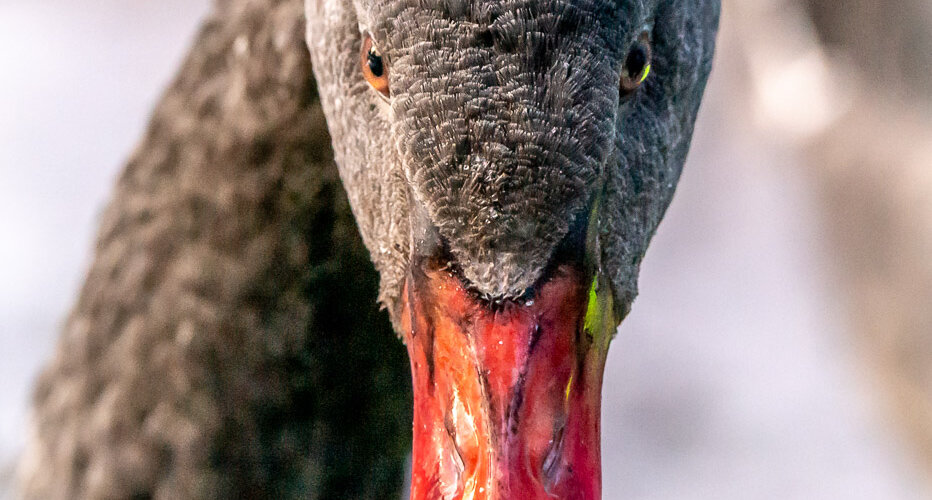 schwan-05