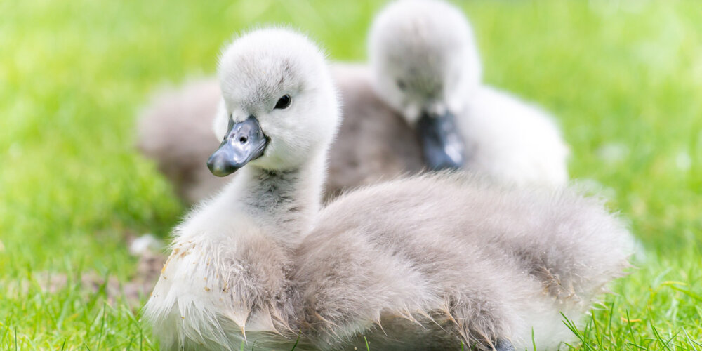 schwan-06