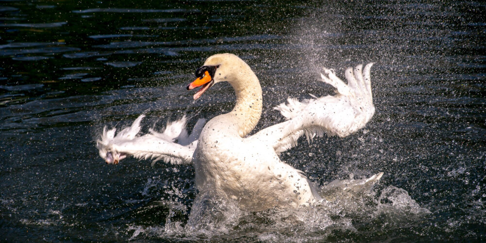 schwan-07