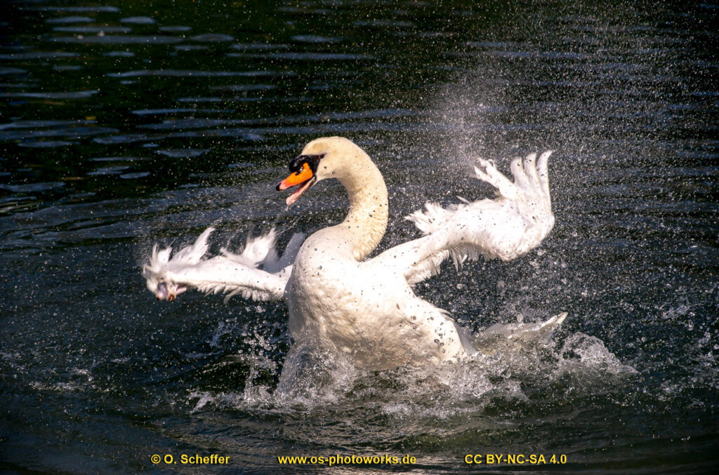 schwan-07