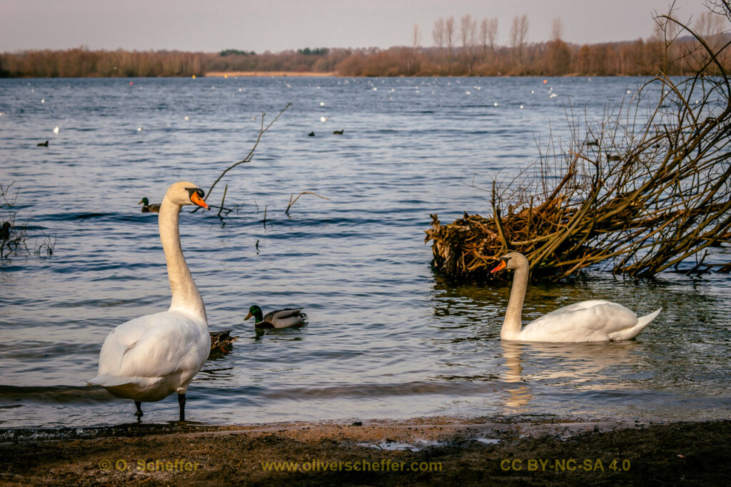 schwan-08