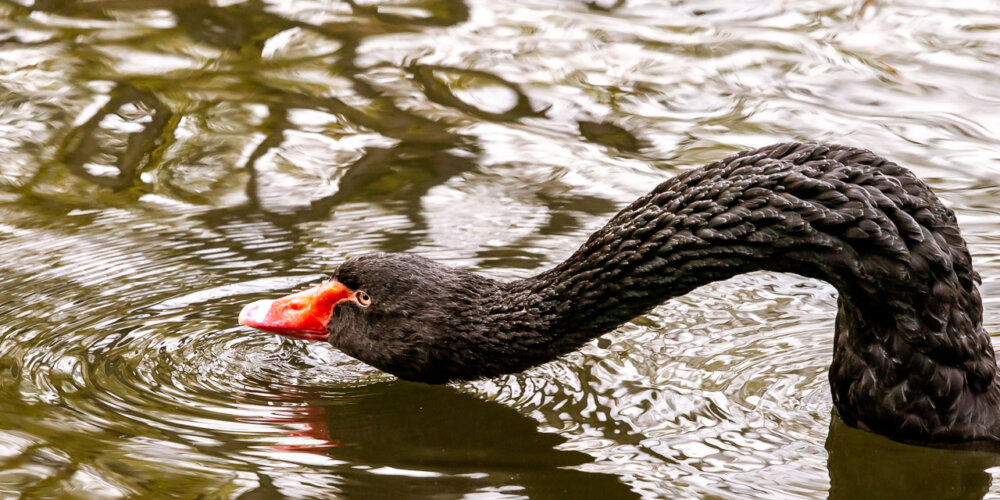 schwan-10
