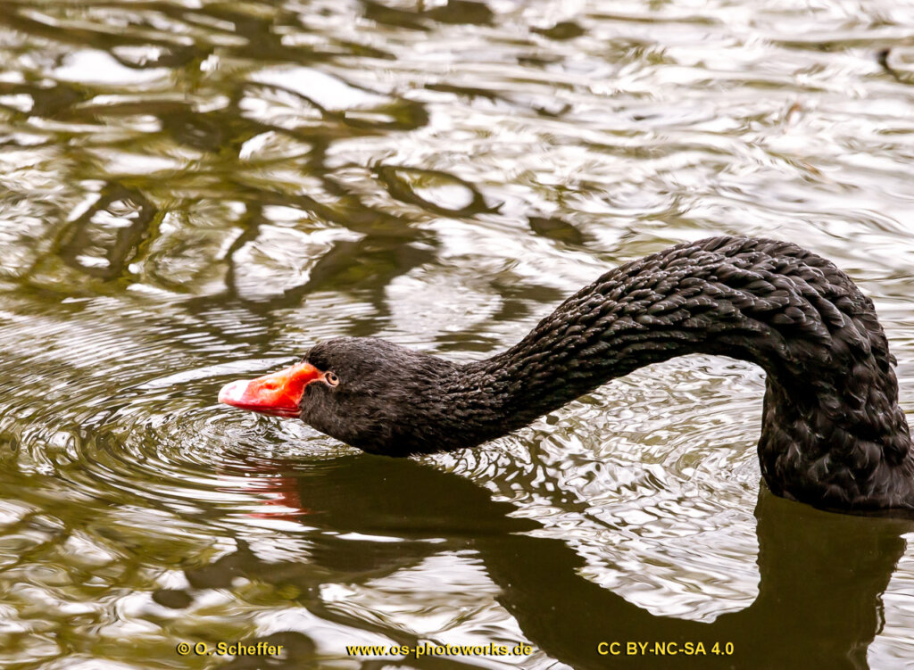 schwan-10