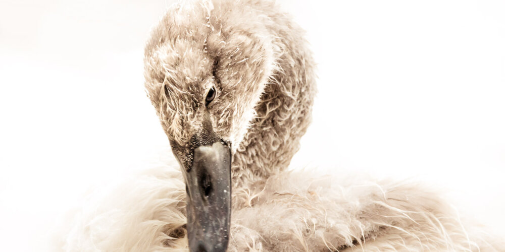 schwan-11