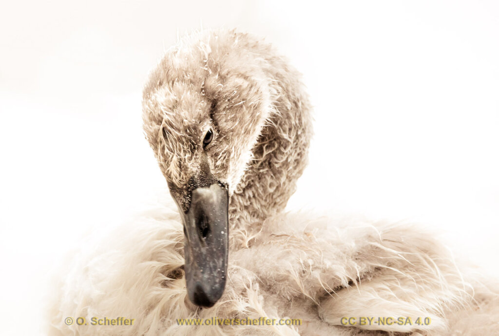 schwan-11