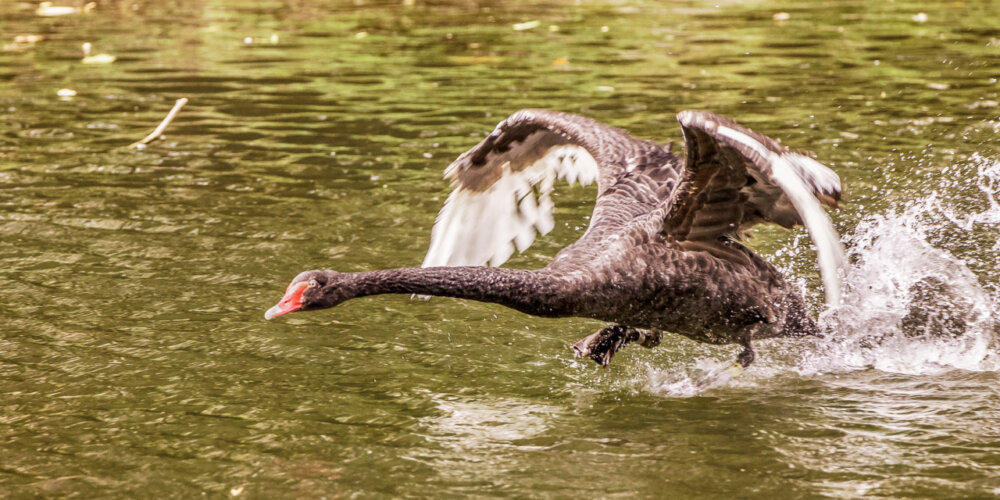 schwan-12