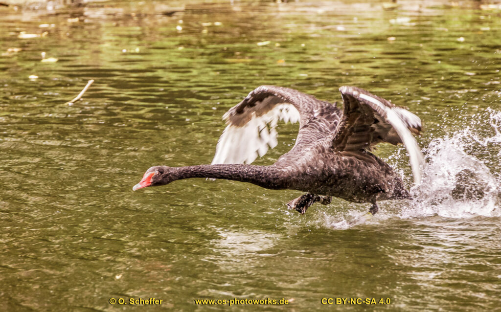 schwan-12
