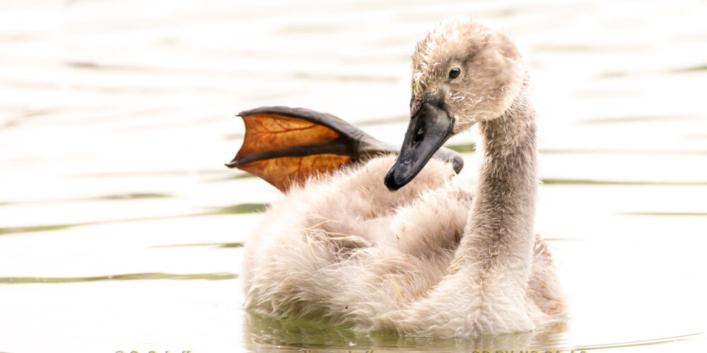schwan-17