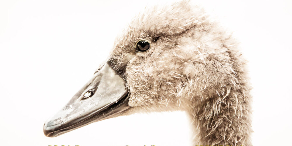 schwan-21