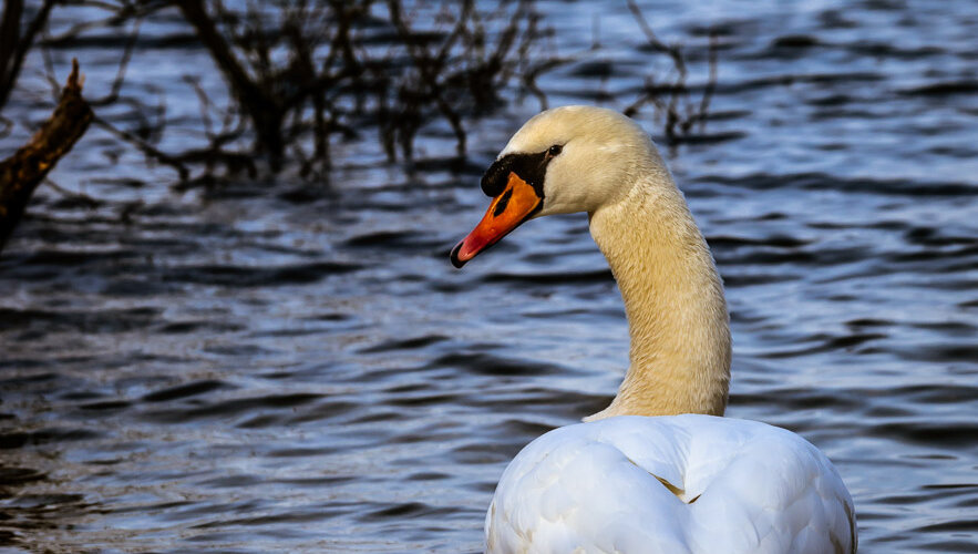 schwan-22