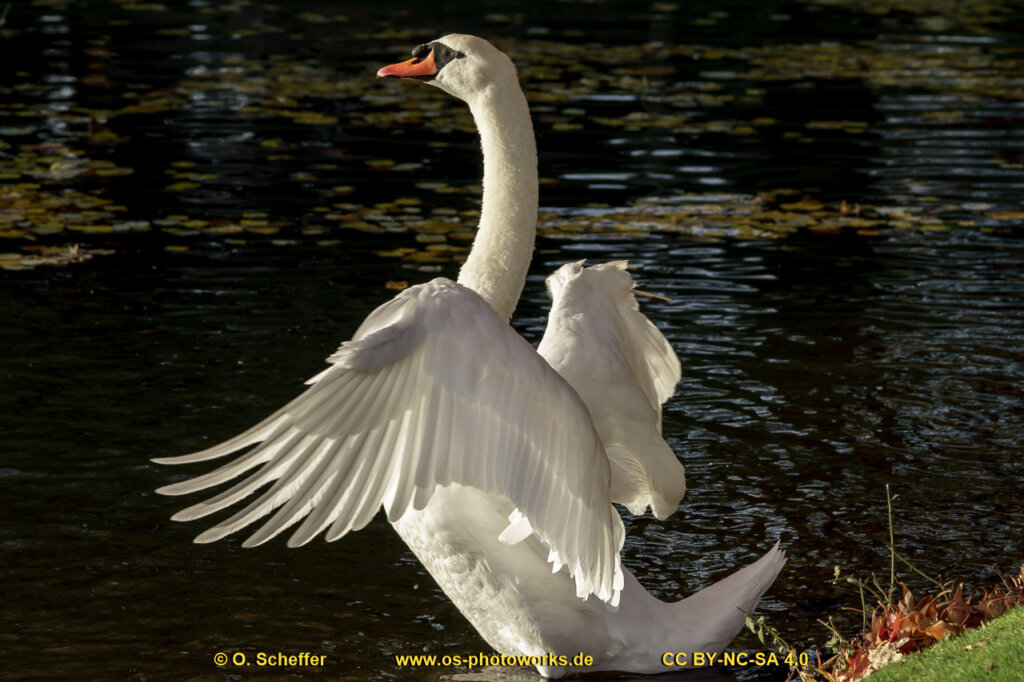 schwan-28