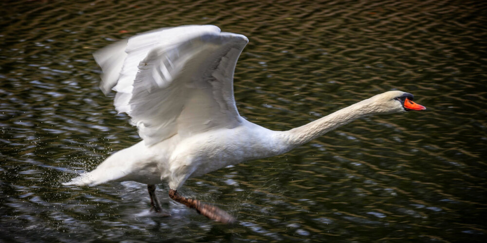 schwan-29