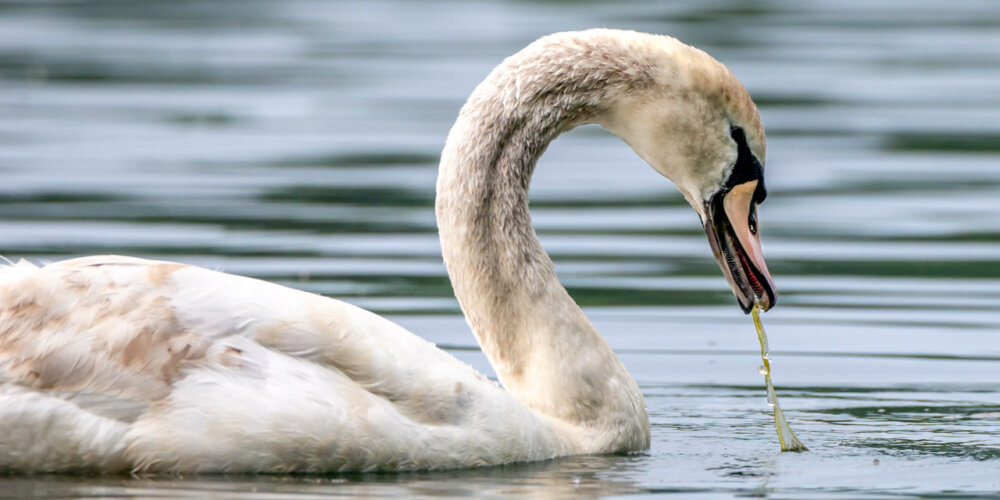 schwan-32