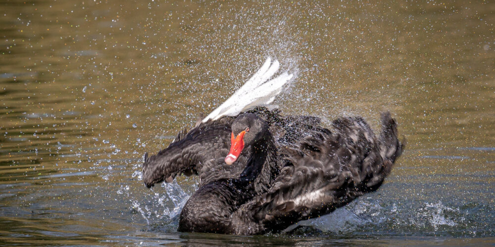 schwan-33
