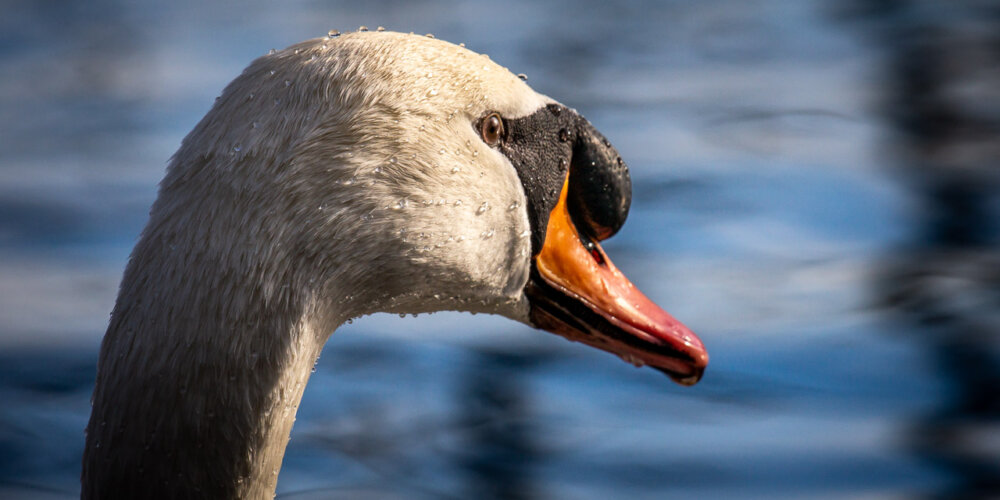 schwan-34