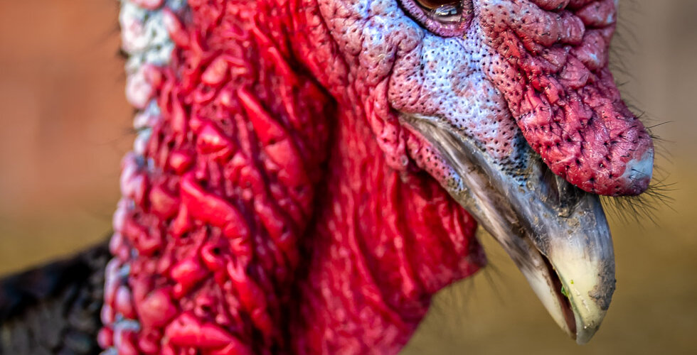 turkey-01