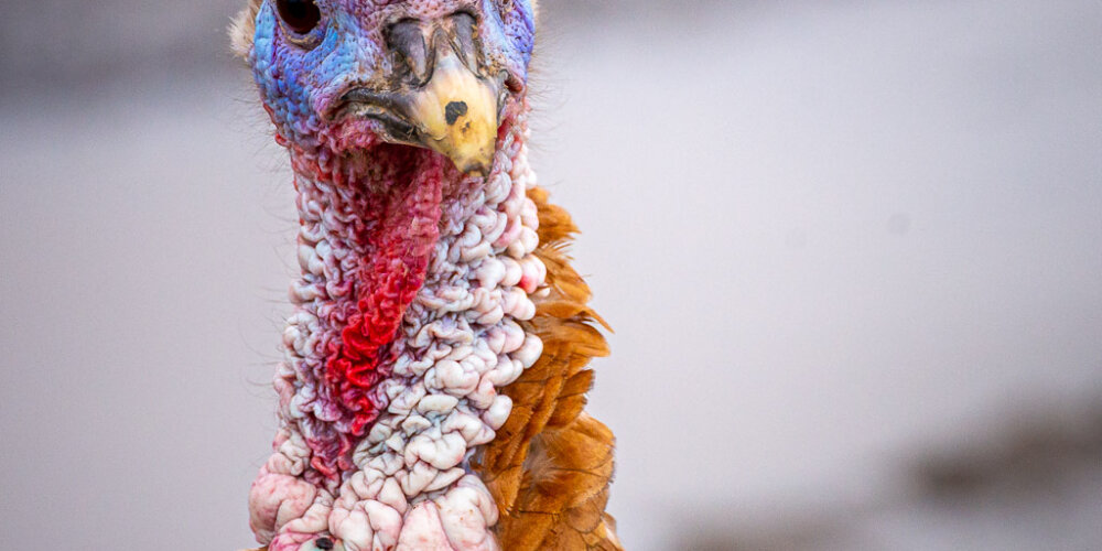 turkey-02
