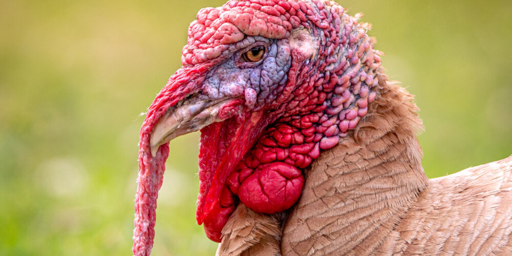 turkey-03