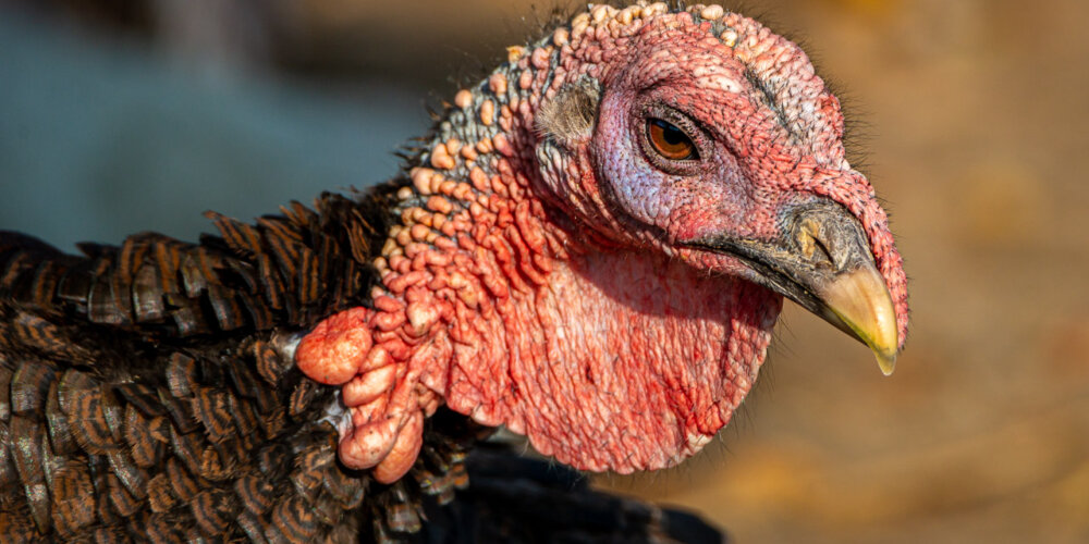turkey-05