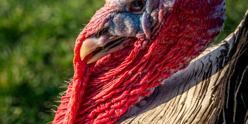 turkey-06