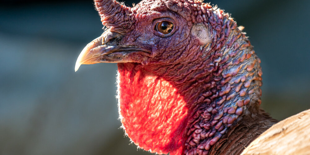 turkey-10