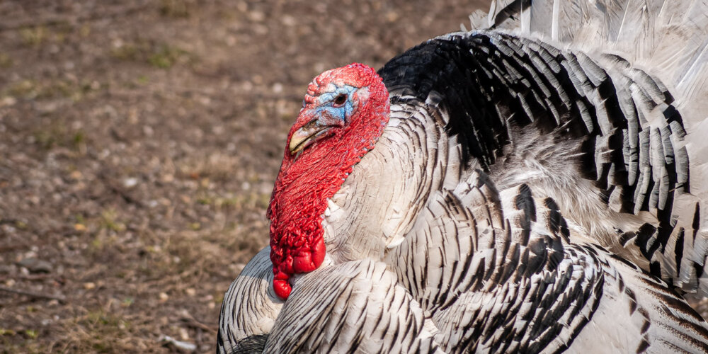 turkey-11