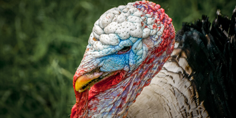 turkey-13