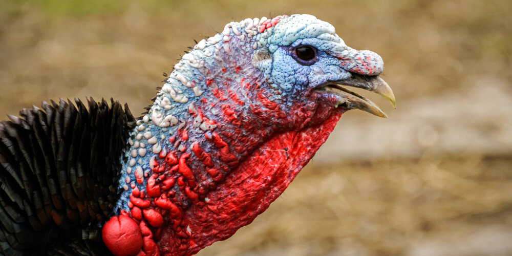 turkey-14