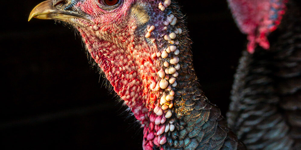 turkey-16