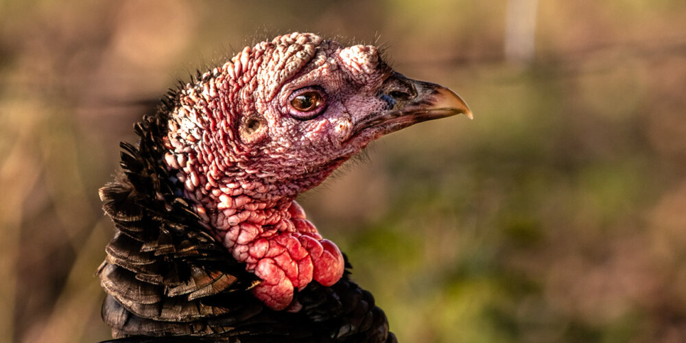 turkey-17